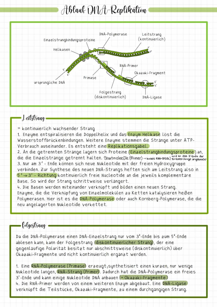 •Abbildung
Einzelstrangbindungsproteine
Helikasen
MMA-Replikation
ursprüngliche DNA
Primase
DNA-Polymerase
RNA-Primer
Folgestrang
(diskontin