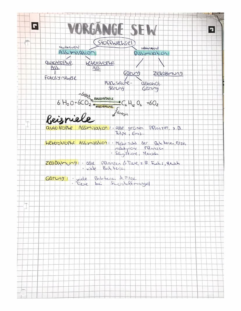 L
beg
B
han
bbbn
assimications dessivitation ■
1.aberblick
organische Stoffe
anorganische stoffe
berob
anaerob
autotroph
heterotroph
Stoffwe