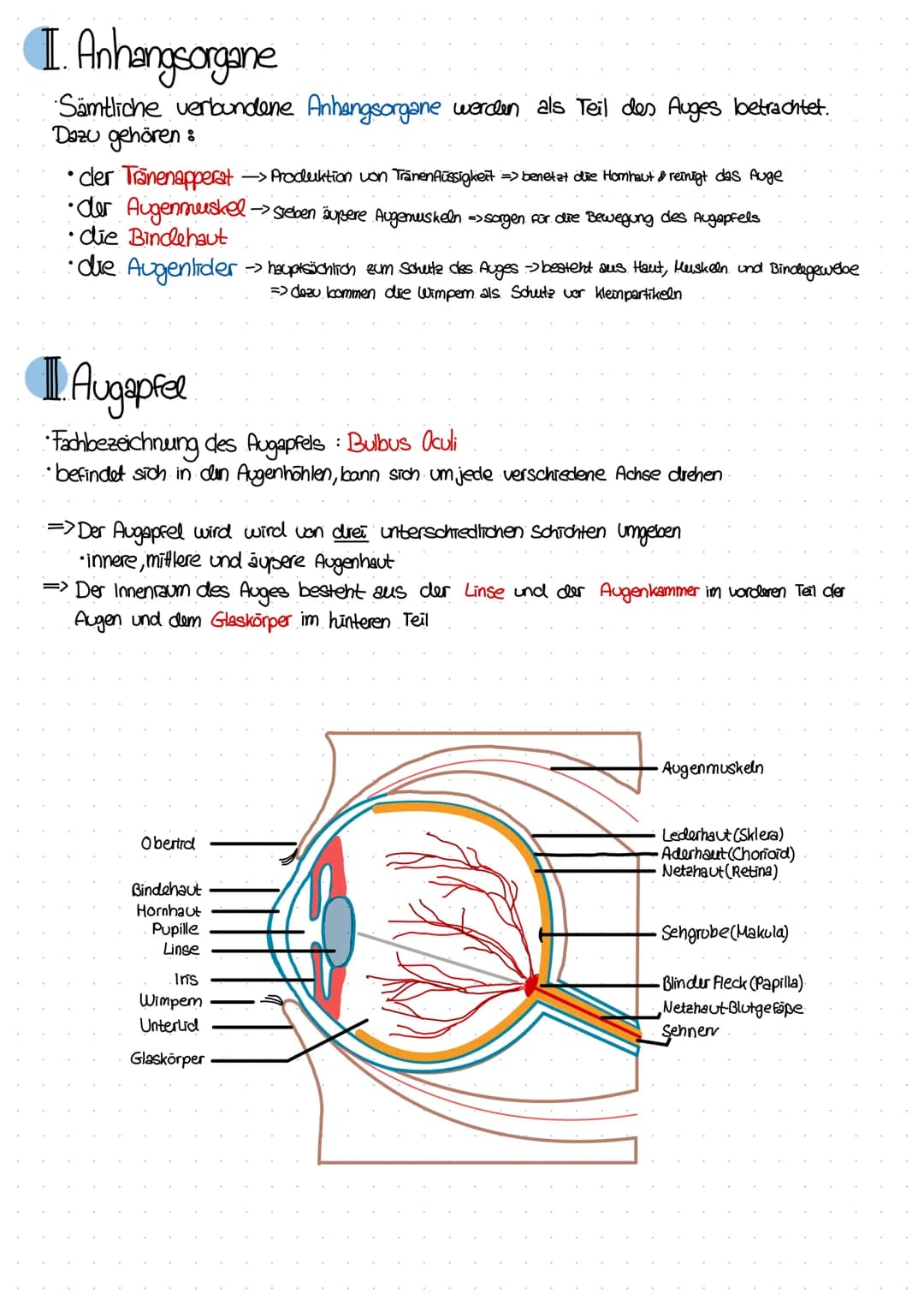 SINNESORGANE
Das Auge
hochentwickeltes Sinnesorgan, mit einer enormen Lichtempfindlichkeit
• dient zur Weiterleitung von Lichtreizen zum men