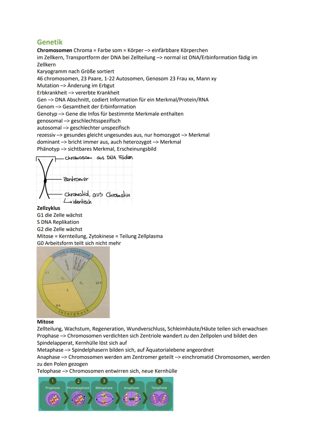 Genetik
Chromosomen Chroma = Farbe som = Körper -> einfärbbare Körperchen
im Zellkern, Transportform der DNA bei Zellteilung -> normal ist D