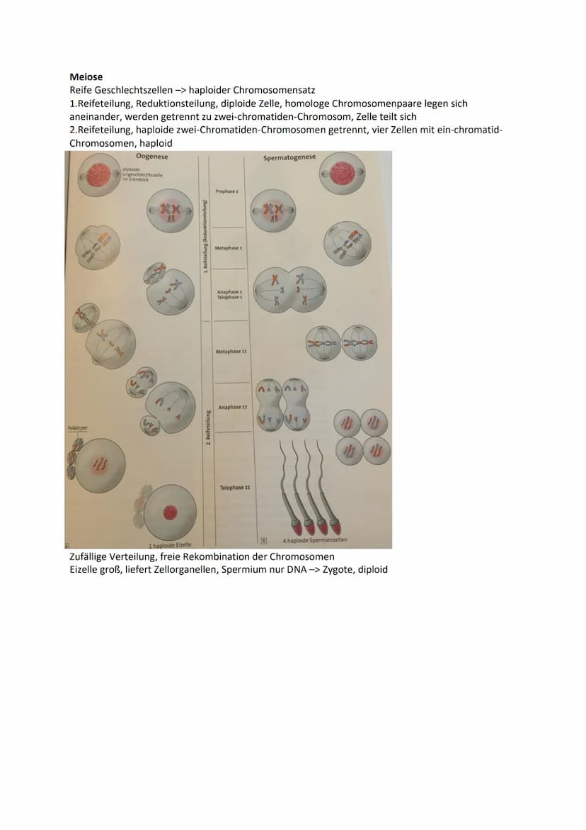 Genetik
Chromosomen Chroma = Farbe som = Körper -> einfärbbare Körperchen
im Zellkern, Transportform der DNA bei Zellteilung -> normal ist D