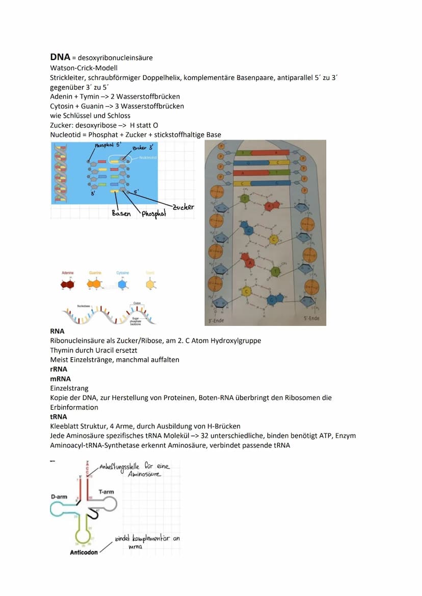 Genetik
Chromosomen Chroma = Farbe som = Körper -> einfärbbare Körperchen
im Zellkern, Transportform der DNA bei Zellteilung -> normal ist D