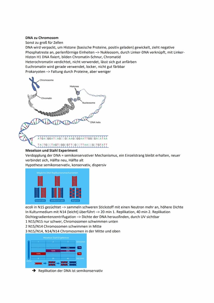Genetik
Chromosomen Chroma = Farbe som = Körper -> einfärbbare Körperchen
im Zellkern, Transportform der DNA bei Zellteilung -> normal ist D