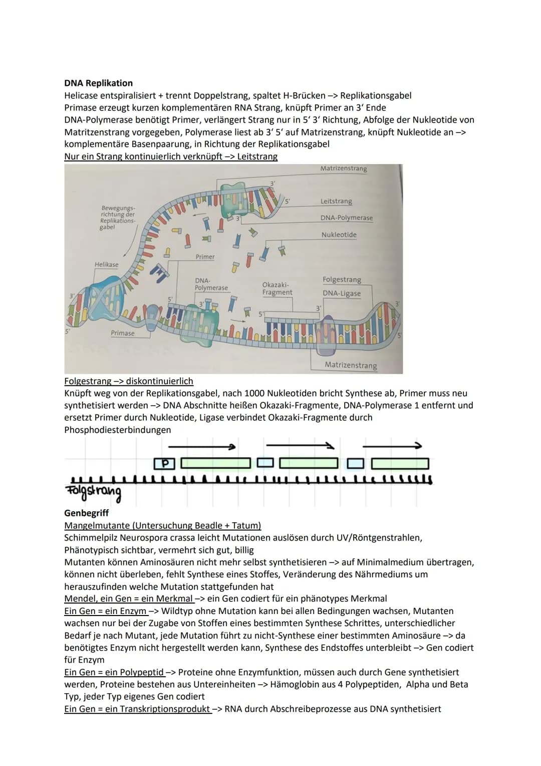 Genetik
Chromosomen Chroma = Farbe som = Körper -> einfärbbare Körperchen
im Zellkern, Transportform der DNA bei Zellteilung -> normal ist D