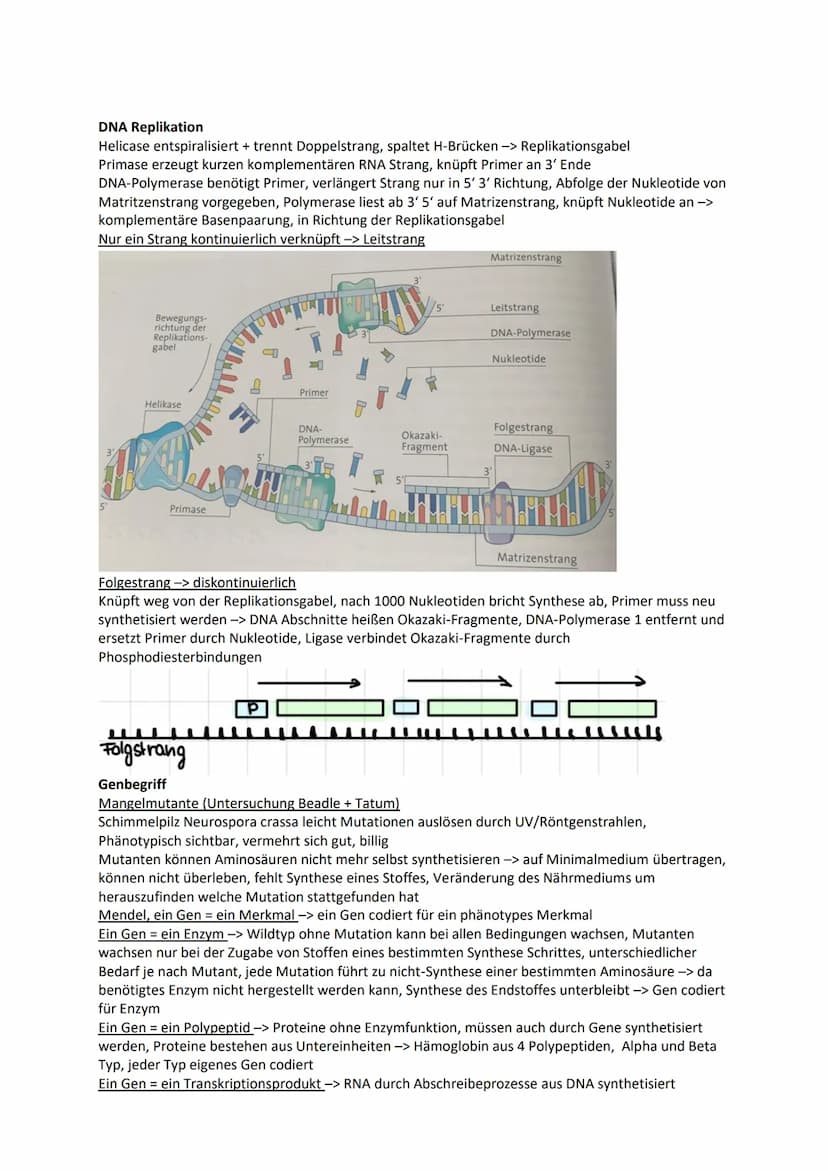 Genetik
Chromosomen Chroma = Farbe som = Körper -> einfärbbare Körperchen
im Zellkern, Transportform der DNA bei Zellteilung -> normal ist D