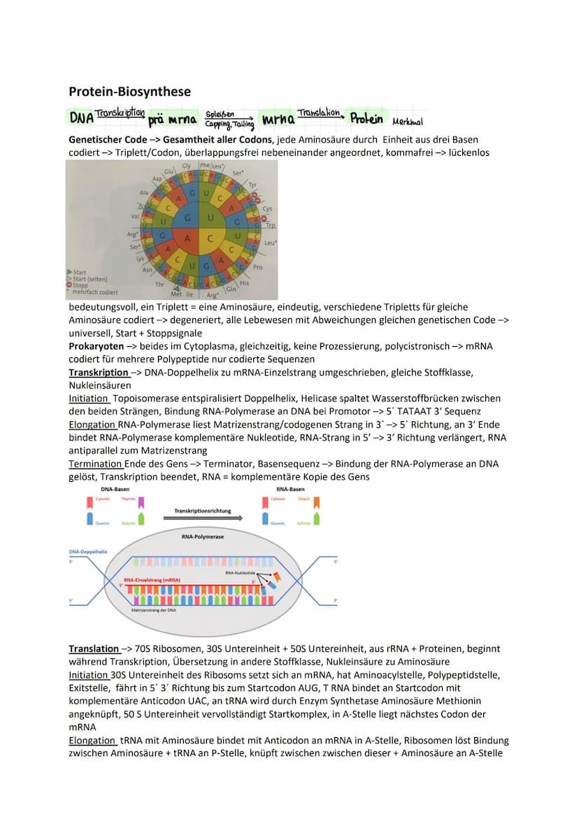 Genetik
Chromosomen Chroma = Farbe som = Körper -> einfärbbare Körperchen
im Zellkern, Transportform der DNA bei Zellteilung -> normal ist D