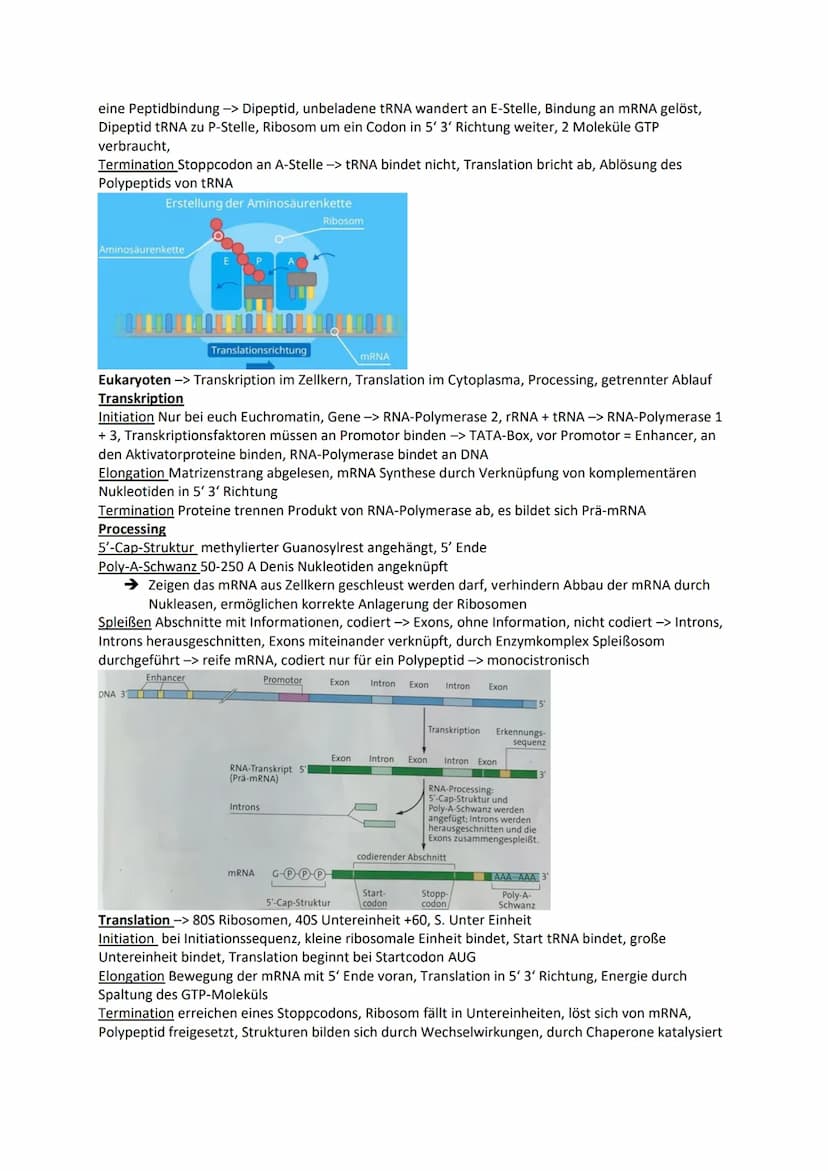 Genetik
Chromosomen Chroma = Farbe som = Körper -> einfärbbare Körperchen
im Zellkern, Transportform der DNA bei Zellteilung -> normal ist D