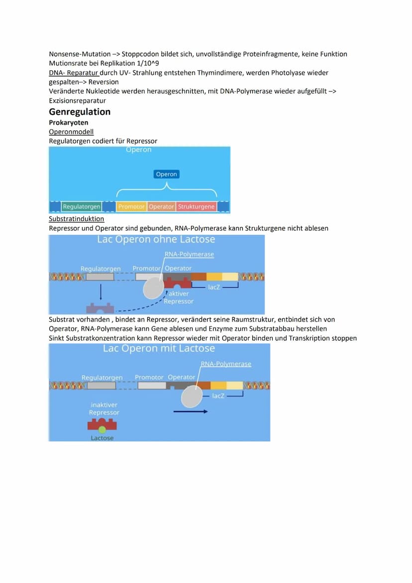 Genetik
Chromosomen Chroma = Farbe som = Körper -> einfärbbare Körperchen
im Zellkern, Transportform der DNA bei Zellteilung -> normal ist D