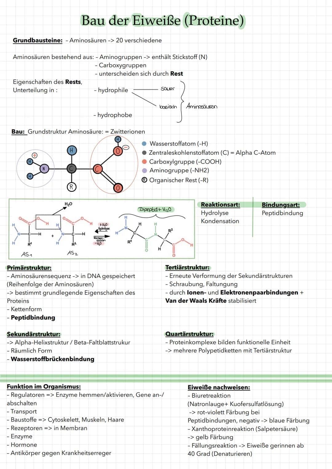 HO
Grundbausteine: Einfachzucker/Monosaccaride
-> bestehen aus Kohlenstoffatomen
H
Glucosemolekül: C6H1206
OH
H
OH
H
H
H
HO
H
OH
Ringform D-