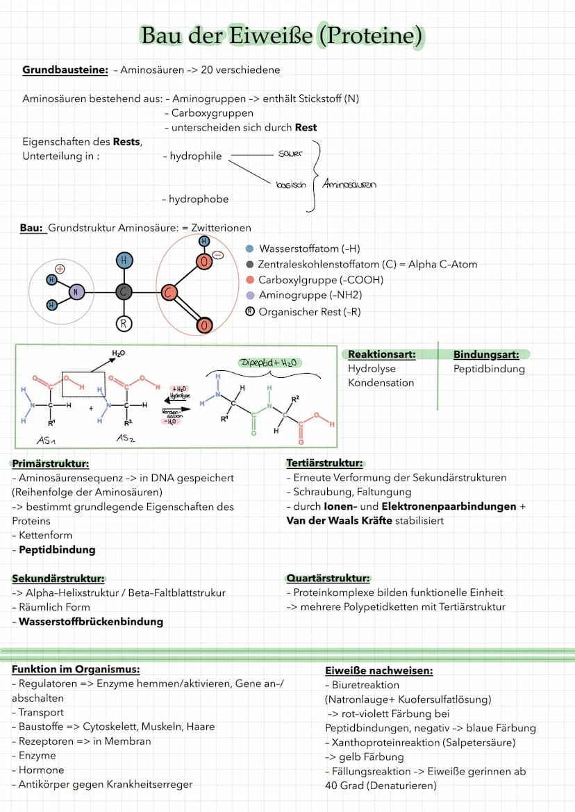 HO
Grundbausteine: Einfachzucker/Monosaccaride
-> bestehen aus Kohlenstoffatomen
H
Glucosemolekül: C6H1206
OH
H
OH
H
H
H
HO
H
OH
Ringform D-