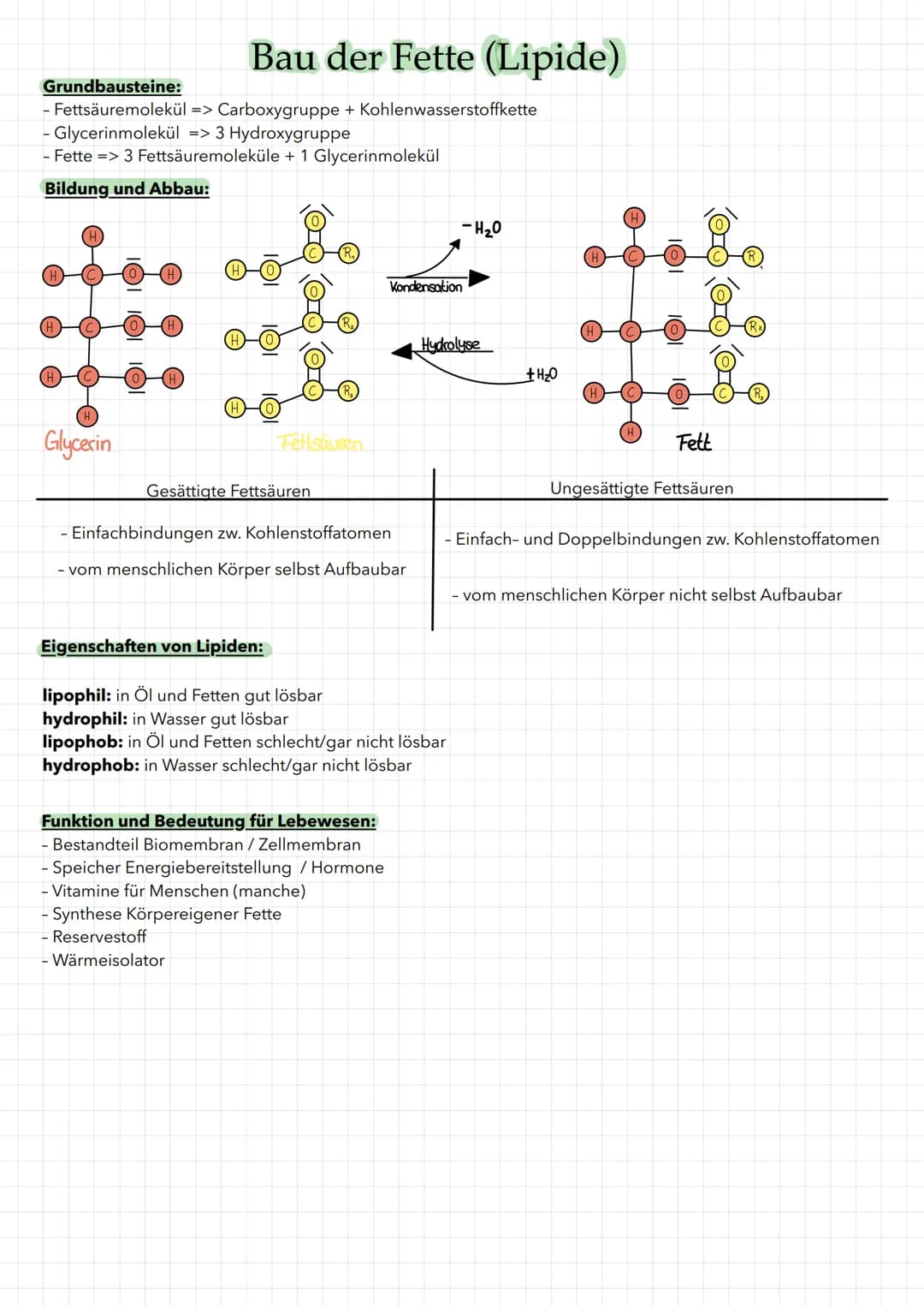 HO
Grundbausteine: Einfachzucker/Monosaccaride
-> bestehen aus Kohlenstoffatomen
H
Glucosemolekül: C6H1206
OH
H
OH
H
H
H
HO
H
OH
Ringform D-