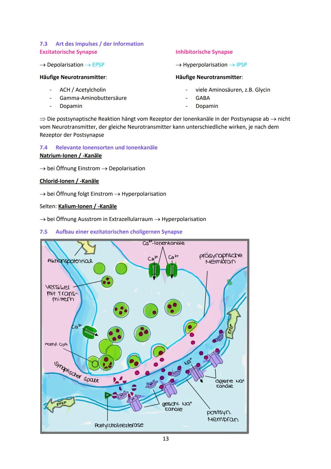 Neurobiologie
1
Das Neuron - Aufbau und Funktionsweise
Das Neuron ist der Grundbaustein eines Nervensystems und ist eine Nervenzelle, die fü