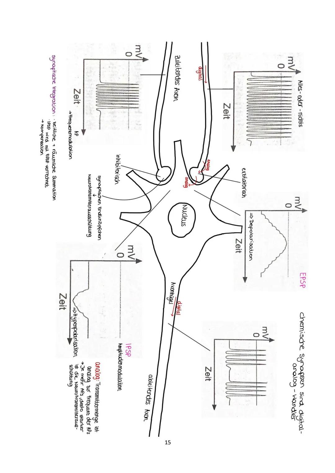 Neurobiologie
1
Das Neuron - Aufbau und Funktionsweise
Das Neuron ist der Grundbaustein eines Nervensystems und ist eine Nervenzelle, die fü