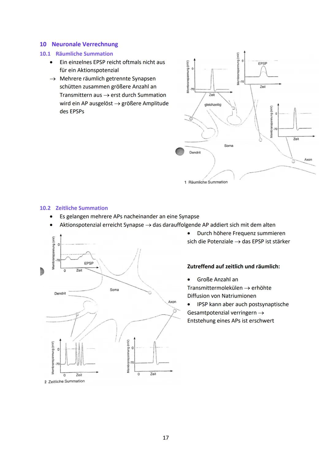 Neurobiologie
1
Das Neuron - Aufbau und Funktionsweise
Das Neuron ist der Grundbaustein eines Nervensystems und ist eine Nervenzelle, die fü