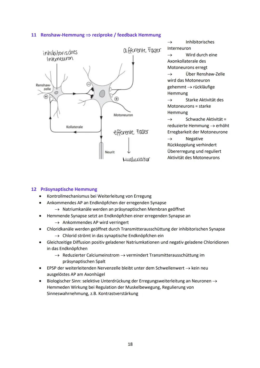 Neurobiologie
1
Das Neuron - Aufbau und Funktionsweise
Das Neuron ist der Grundbaustein eines Nervensystems und ist eine Nervenzelle, die fü