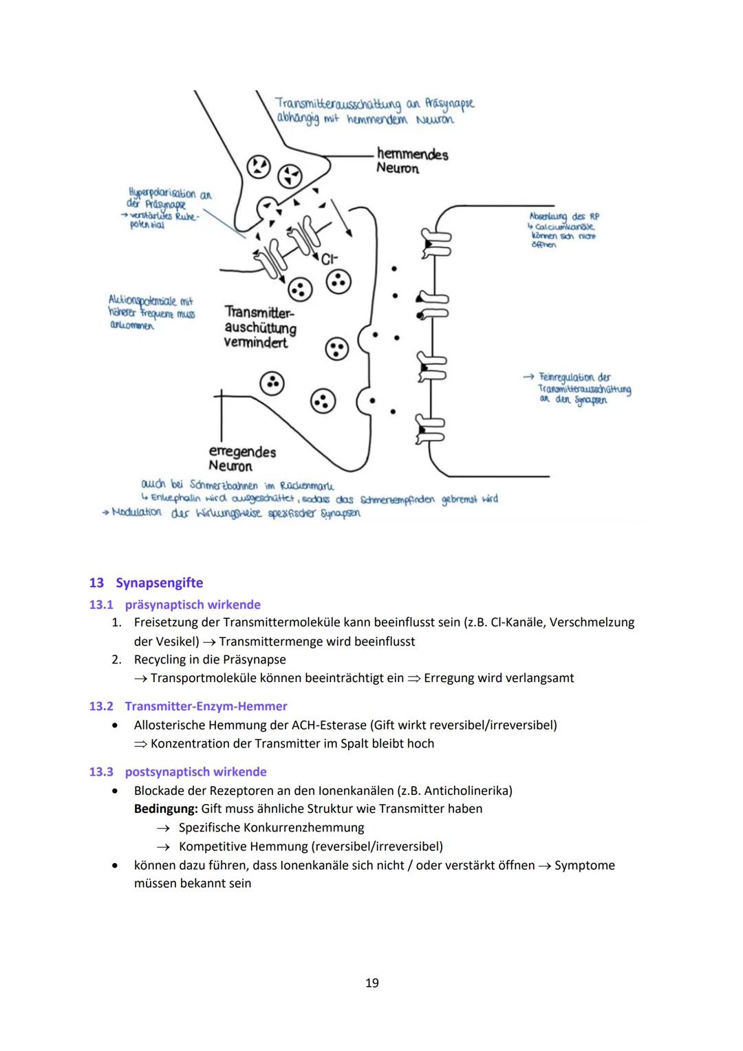 Neurobiologie
1
Das Neuron - Aufbau und Funktionsweise
Das Neuron ist der Grundbaustein eines Nervensystems und ist eine Nervenzelle, die fü