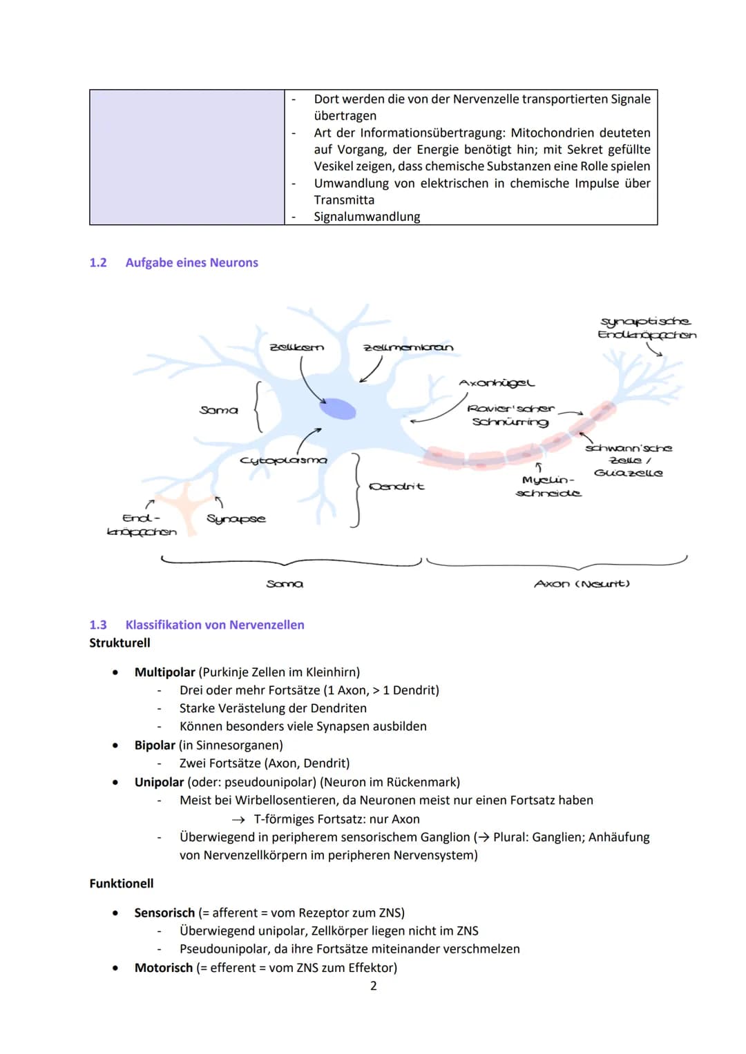 Neurobiologie
1
Das Neuron - Aufbau und Funktionsweise
Das Neuron ist der Grundbaustein eines Nervensystems und ist eine Nervenzelle, die fü