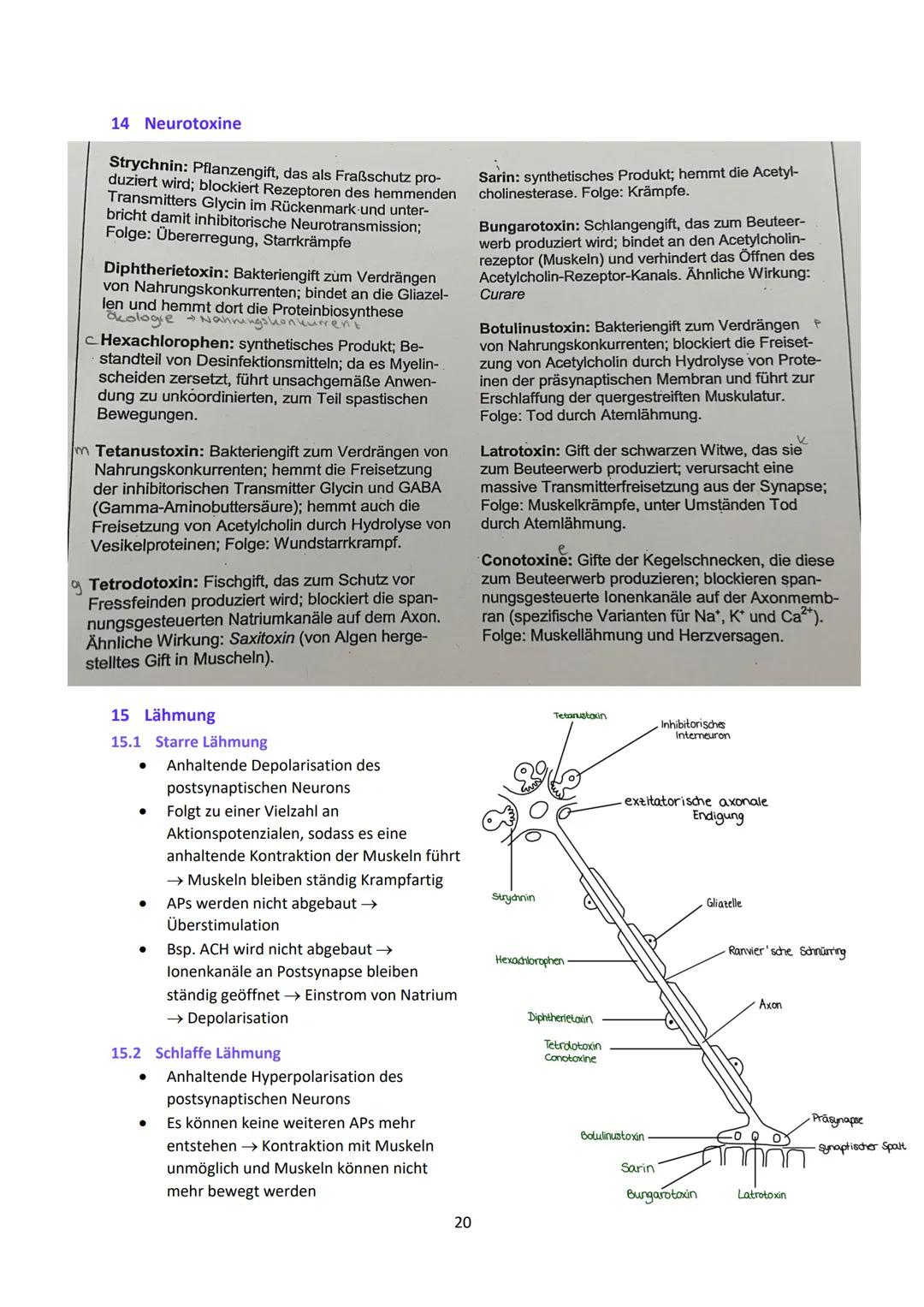 Neurobiologie
1
Das Neuron - Aufbau und Funktionsweise
Das Neuron ist der Grundbaustein eines Nervensystems und ist eine Nervenzelle, die fü