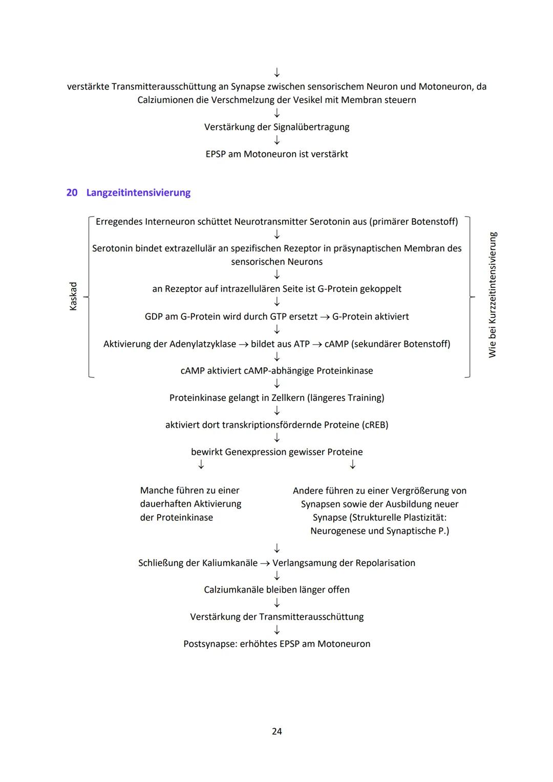 Neurobiologie
1
Das Neuron - Aufbau und Funktionsweise
Das Neuron ist der Grundbaustein eines Nervensystems und ist eine Nervenzelle, die fü