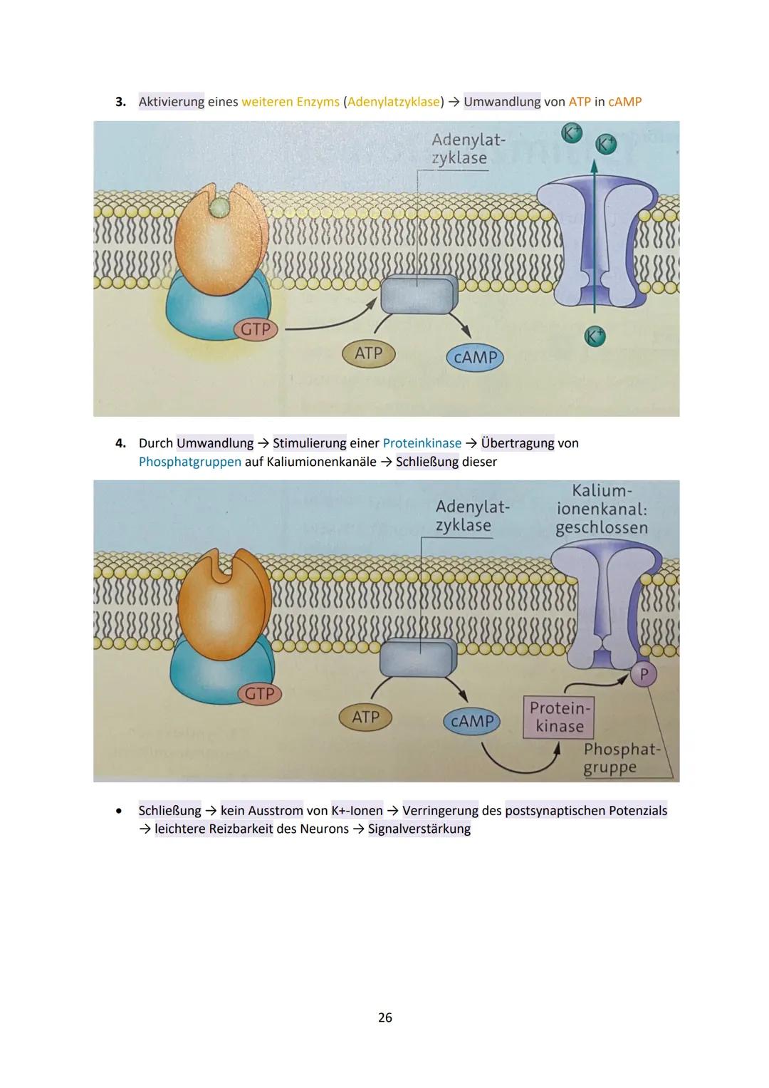 Neurobiologie
1
Das Neuron - Aufbau und Funktionsweise
Das Neuron ist der Grundbaustein eines Nervensystems und ist eine Nervenzelle, die fü