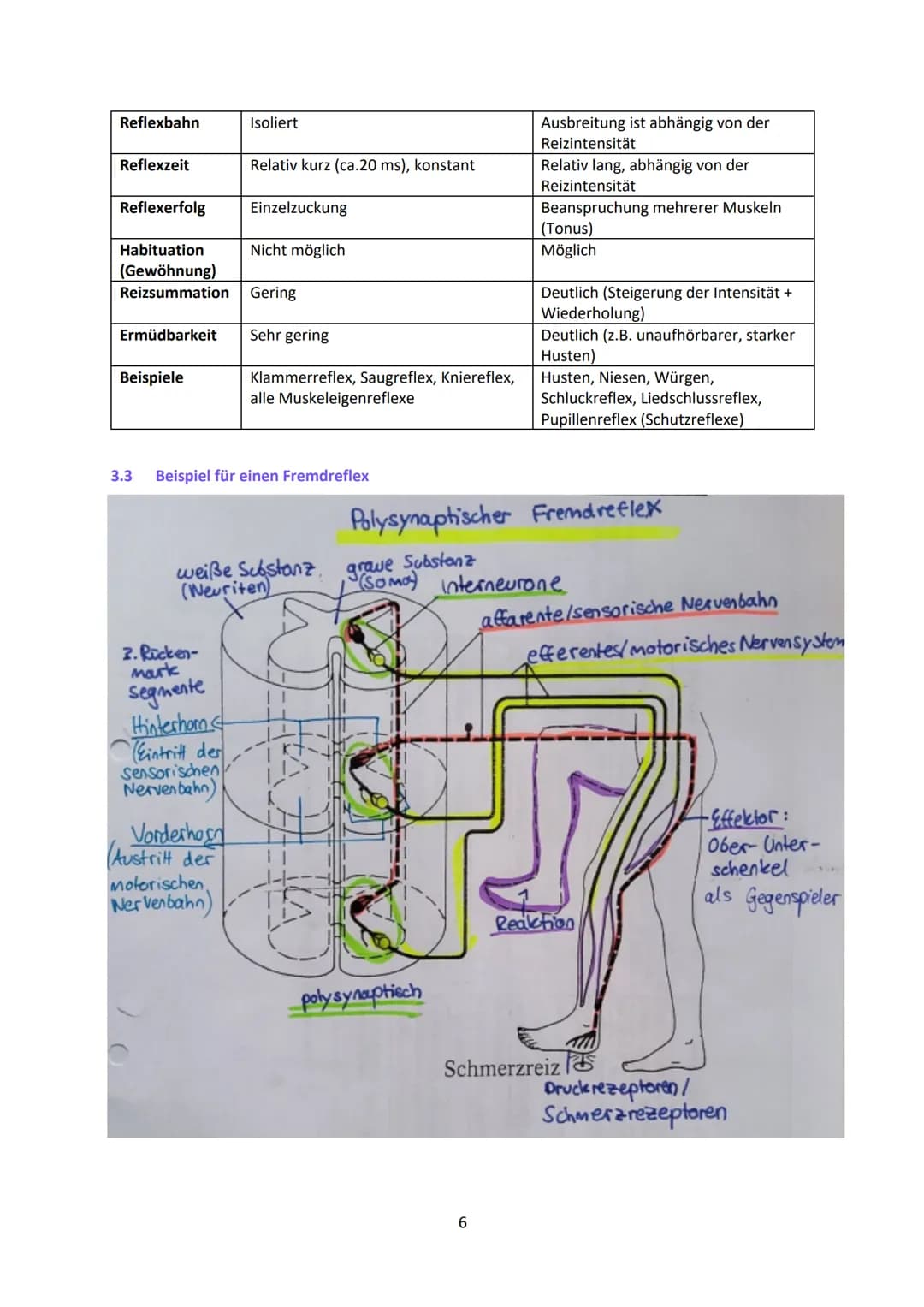 Neurobiologie
1
Das Neuron - Aufbau und Funktionsweise
Das Neuron ist der Grundbaustein eines Nervensystems und ist eine Nervenzelle, die fü