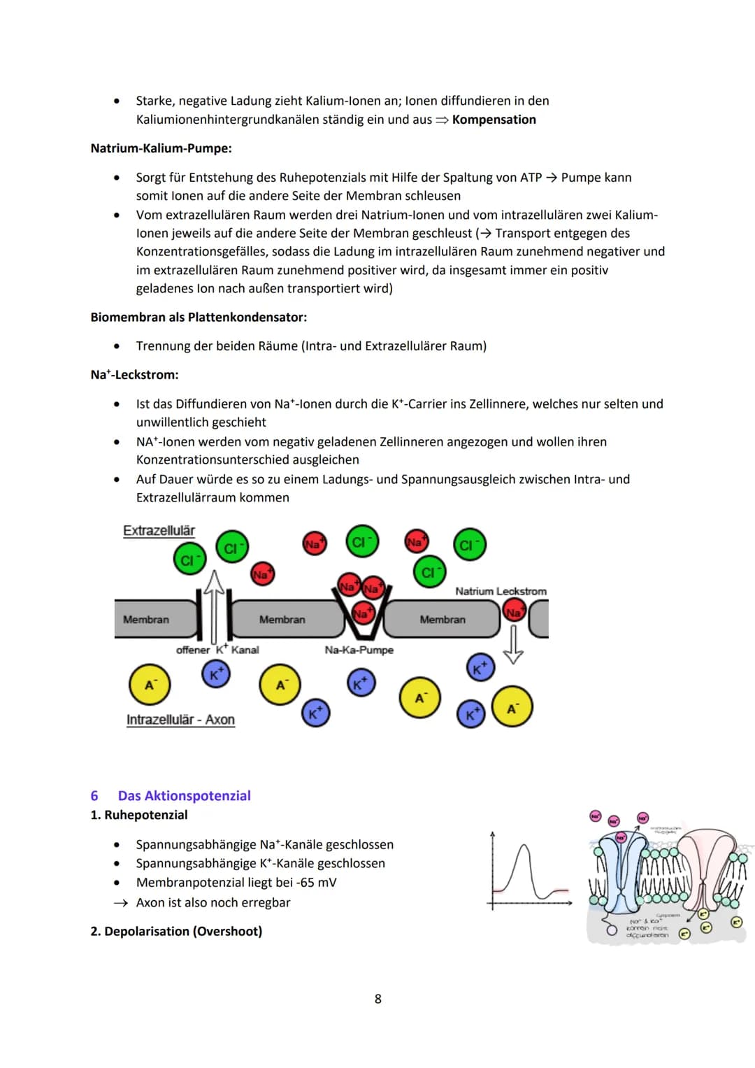 Neurobiologie
1
Das Neuron - Aufbau und Funktionsweise
Das Neuron ist der Grundbaustein eines Nervensystems und ist eine Nervenzelle, die fü