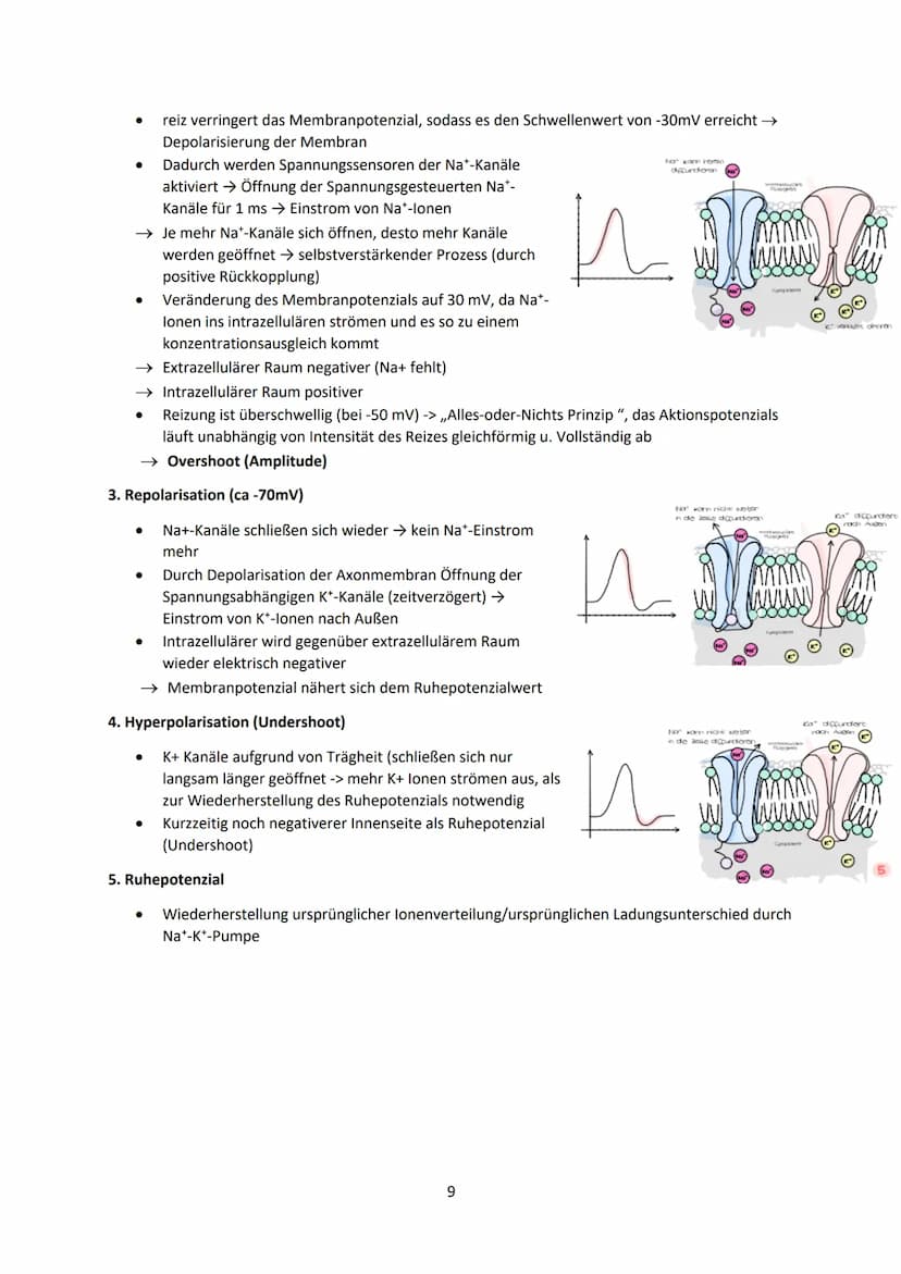 Neurobiologie
1
Das Neuron - Aufbau und Funktionsweise
Das Neuron ist der Grundbaustein eines Nervensystems und ist eine Nervenzelle, die fü