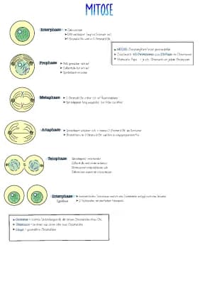 Know Mitose und Meiose thumbnail