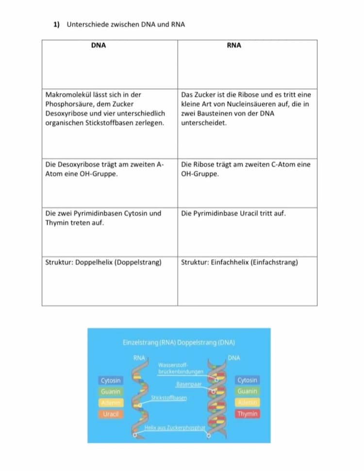 Know Unterschied zwischen DNA und RNA thumbnail