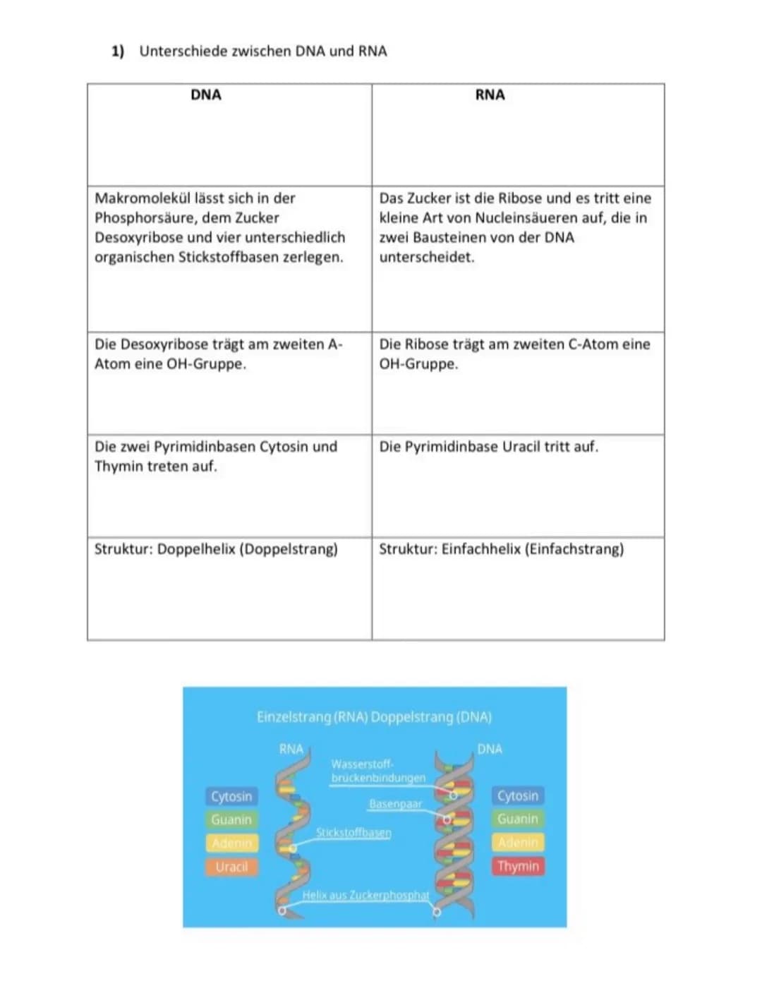 1) Unterschiede zwischen DNA und RNA
DNA
Makromolekül lässt sich in der
Phosphorsäure, dem Zucker
Desoxyribose und vier unterschiedlich
orga