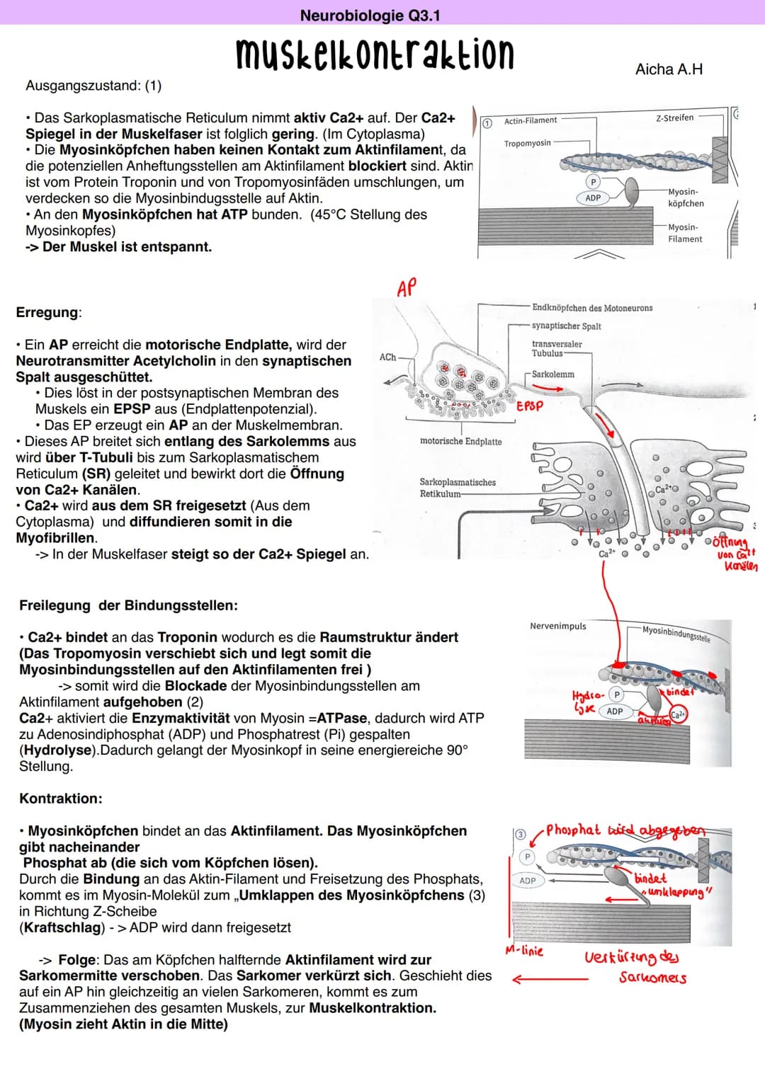 Ausgangszustand: (1)
• Das Sarkoplasmatische Reticulum nimmt aktiv Ca2+ auf. Der Ca2+ 0 Actin-Filament
Spiegel in der Muskelfaser ist folgli