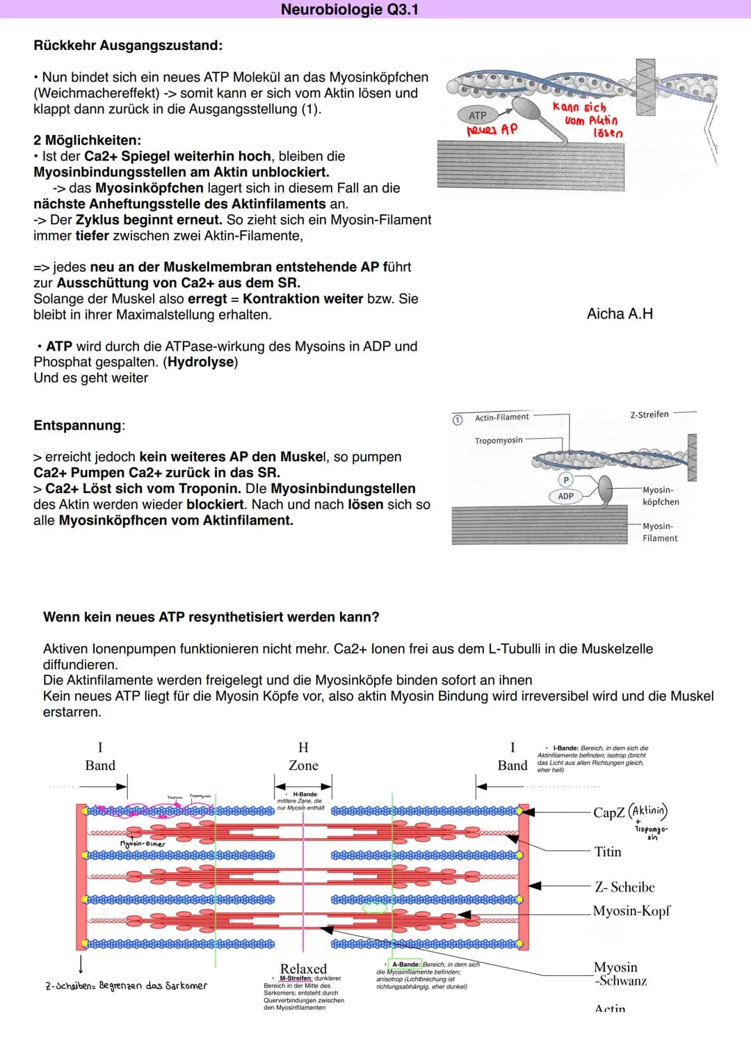 Ausgangszustand: (1)
• Das Sarkoplasmatische Reticulum nimmt aktiv Ca2+ auf. Der Ca2+ 0 Actin-Filament
Spiegel in der Muskelfaser ist folgli