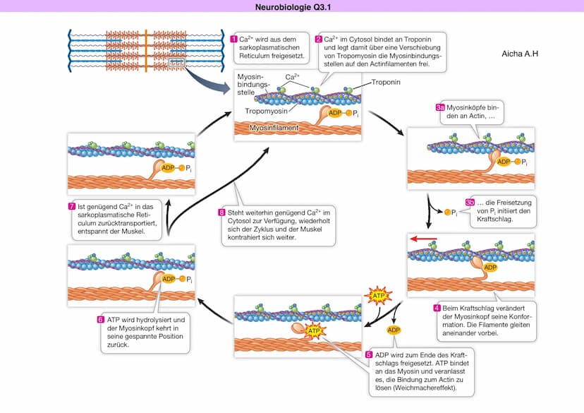 Ausgangszustand: (1)
• Das Sarkoplasmatische Reticulum nimmt aktiv Ca2+ auf. Der Ca2+ 0 Actin-Filament
Spiegel in der Muskelfaser ist folgli