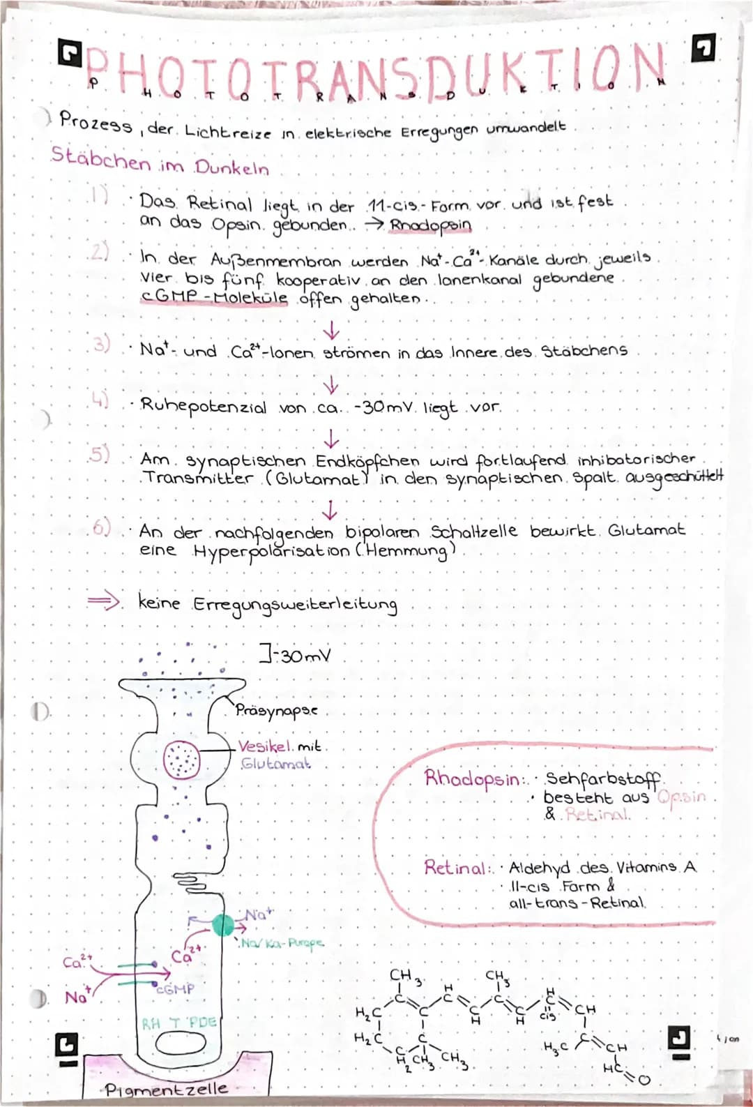 PHOTOTRANSDUKTION
• Prozess, der. Lichtreize in elektrische Erregungen umwandelt.
Stäbchen im Dunkeln
(0) Das Retinal liegt in der 11-cis.- 