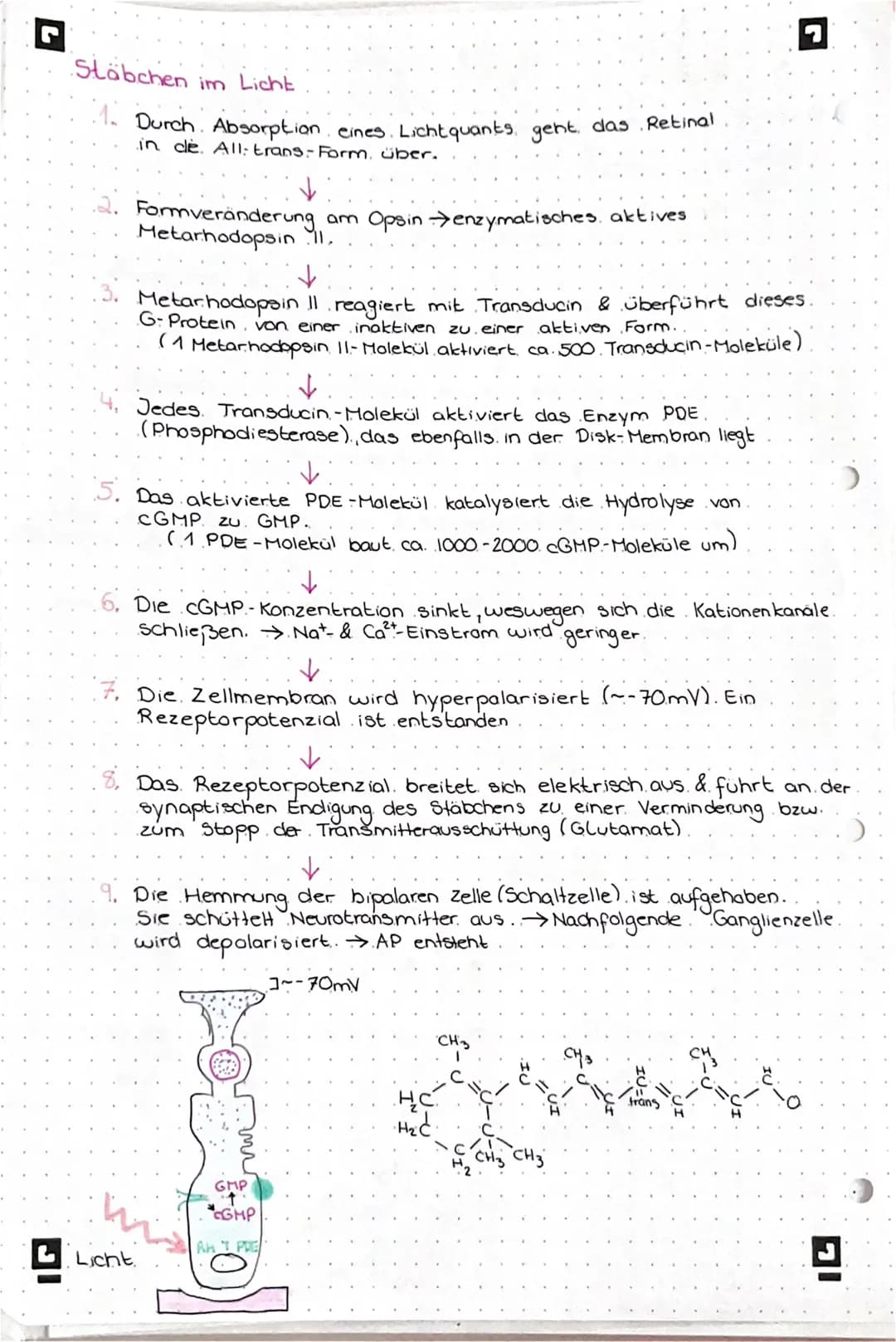PHOTOTRANSDUKTION
• Prozess, der. Lichtreize in elektrische Erregungen umwandelt.
Stäbchen im Dunkeln
(0) Das Retinal liegt in der 11-cis.- 