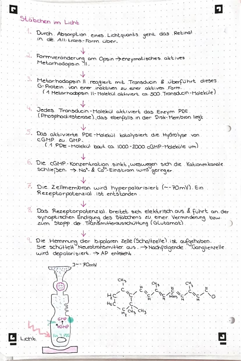 PHOTOTRANSDUKTION
• Prozess, der. Lichtreize in elektrische Erregungen umwandelt.
Stäbchen im Dunkeln
(0) Das Retinal liegt in der 11-cis.- 