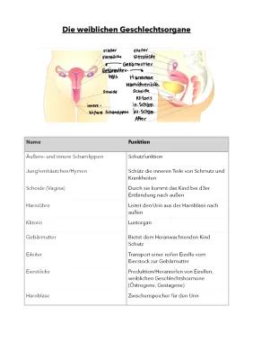 Know Weibliche Geschlechtsorgane & Menstruation  thumbnail