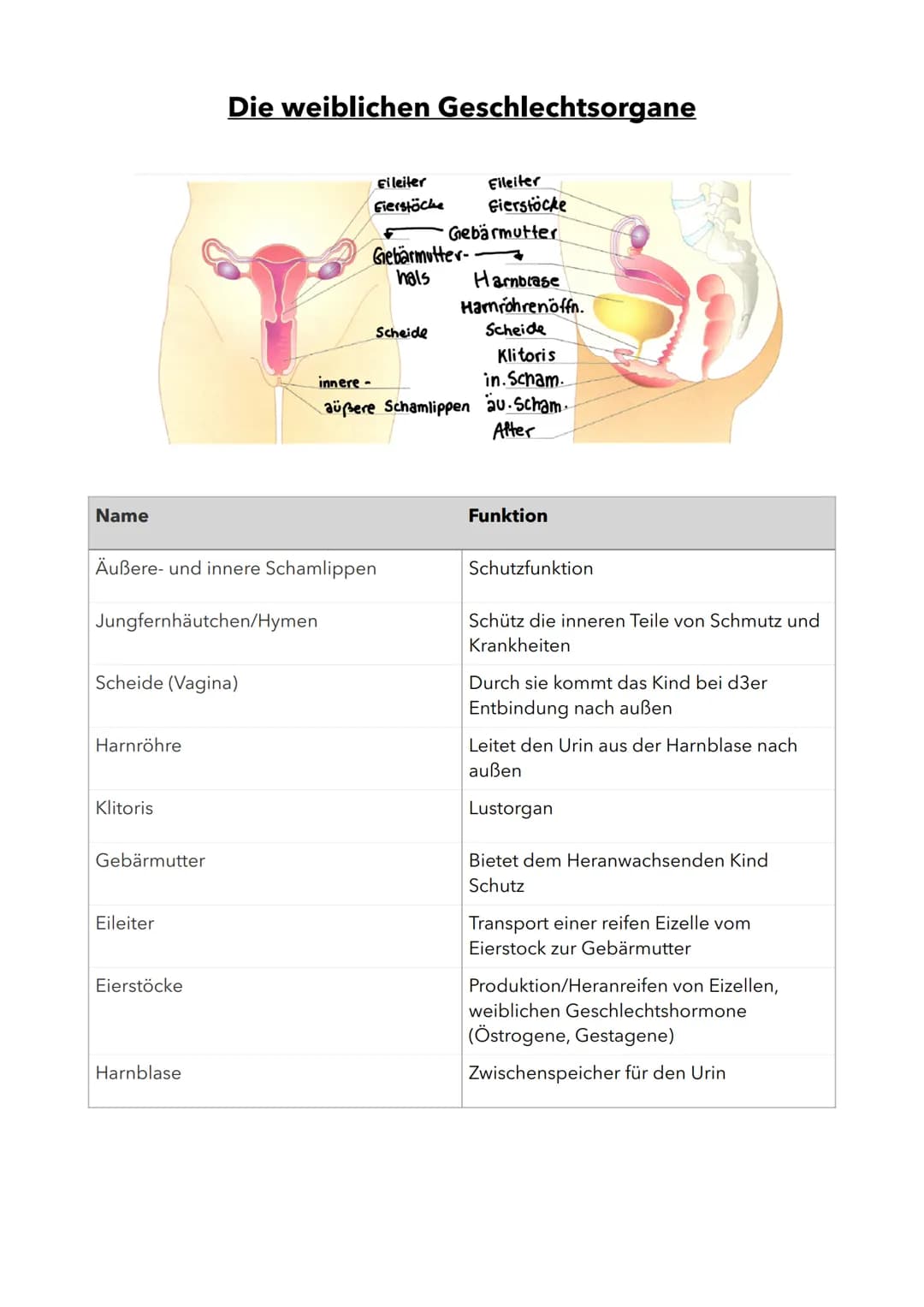 Name
Jungfernhäutchen/Hymen
Scheide (Vagina)
Harnröhre
Klitoris
Äußere- und innere Schamlippen
Gebärmutter
Die weiblichen Geschlechtsorgane
