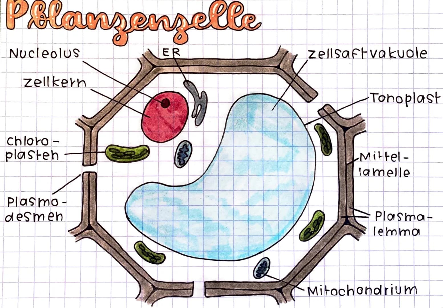 Homoitherme Tiere
Körpertemperatur wird unabhängig von der Umge-
bungstemperatur konstant gehalten = endotherm
Energie- und Nahrungsbedarf i