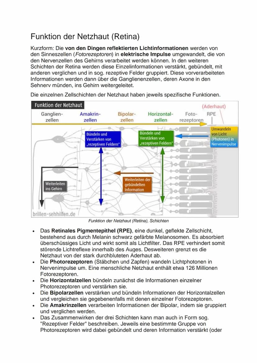 Aufbau der Netzhaut
Die Netzhaut besteht aus 6 Zellschichten, die jeweils verschiedene Funktionen
haben. Die lichtaktiven Sinneszellen (Stäb