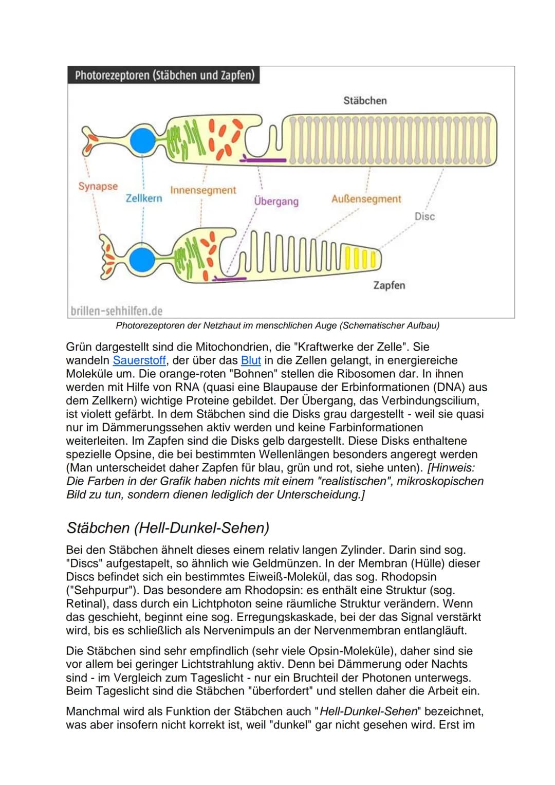Aufbau der Netzhaut
Die Netzhaut besteht aus 6 Zellschichten, die jeweils verschiedene Funktionen
haben. Die lichtaktiven Sinneszellen (Stäb