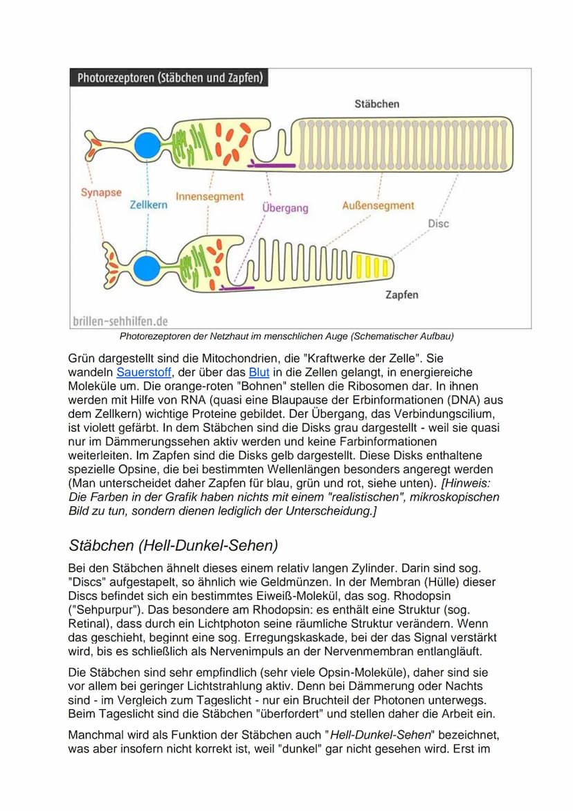 Aufbau der Netzhaut
Die Netzhaut besteht aus 6 Zellschichten, die jeweils verschiedene Funktionen
haben. Die lichtaktiven Sinneszellen (Stäb