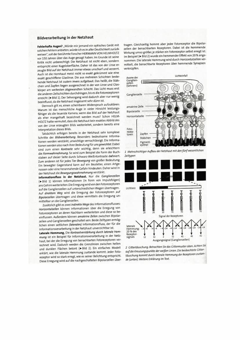 Aufbau der Netzhaut
Die Netzhaut besteht aus 6 Zellschichten, die jeweils verschiedene Funktionen
haben. Die lichtaktiven Sinneszellen (Stäb