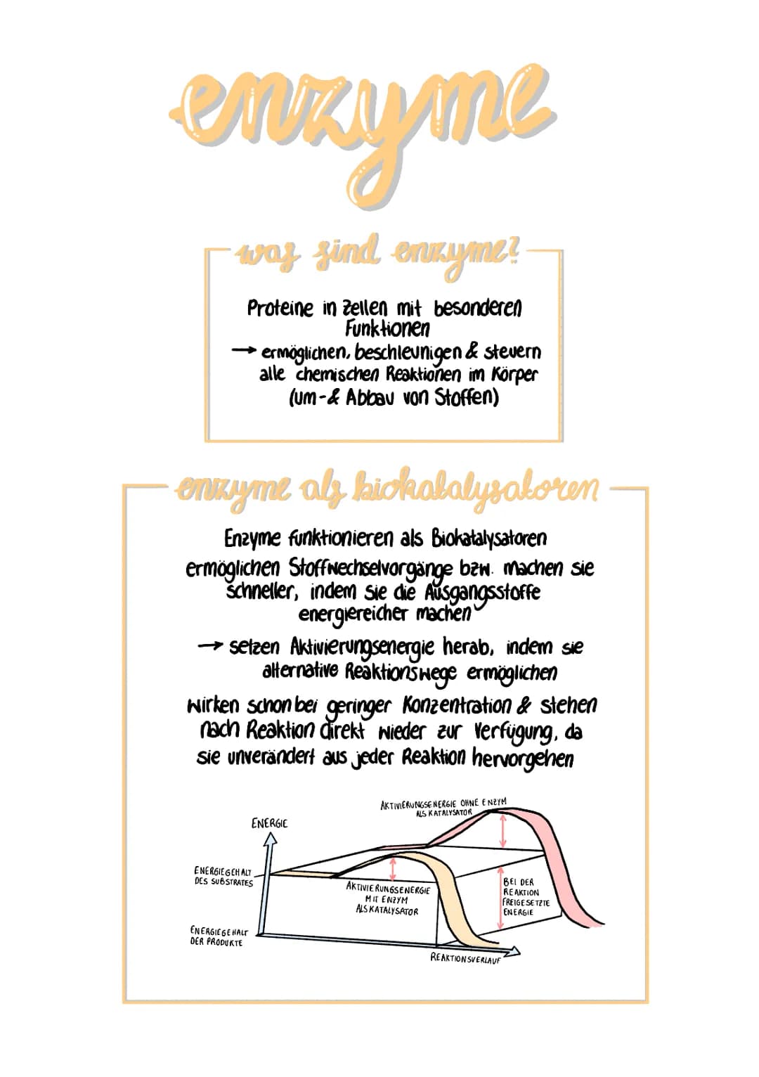 enzyme
was sind enzyme?
Proteine in Zellen mit besonderen
Funktionen
enzyme als kickatalysatoren
Enzyme funktionieren als Biokatalysatoren
e