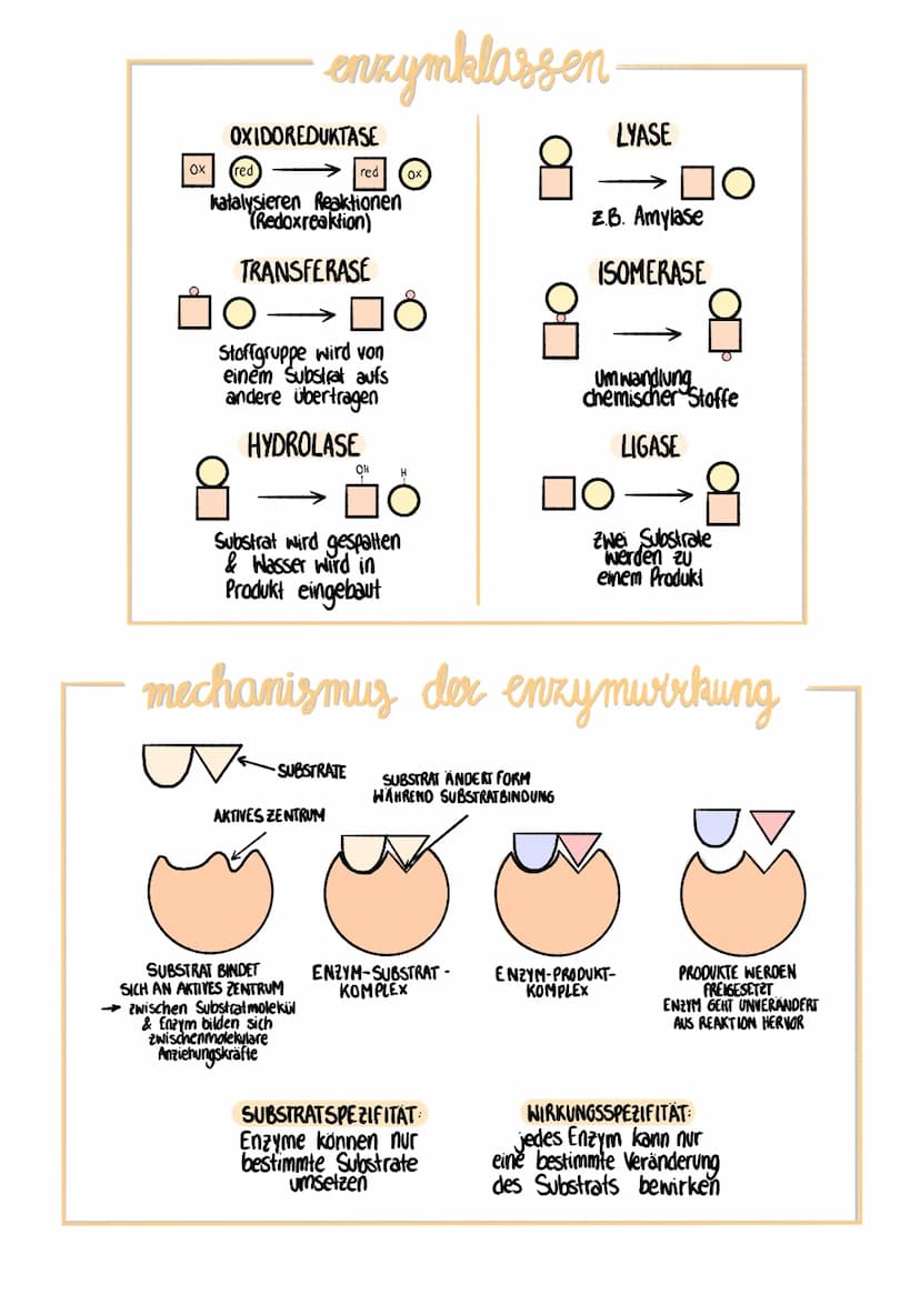 enzyme
was sind enzyme?
Proteine in Zellen mit besonderen
Funktionen
enzyme als kickatalysatoren
Enzyme funktionieren als Biokatalysatoren
e
