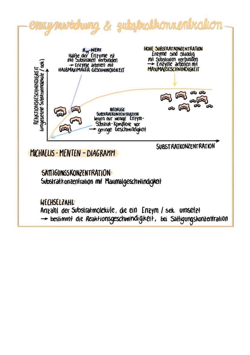 enzyme
was sind enzyme?
Proteine in Zellen mit besonderen
Funktionen
enzyme als kickatalysatoren
Enzyme funktionieren als Biokatalysatoren
e