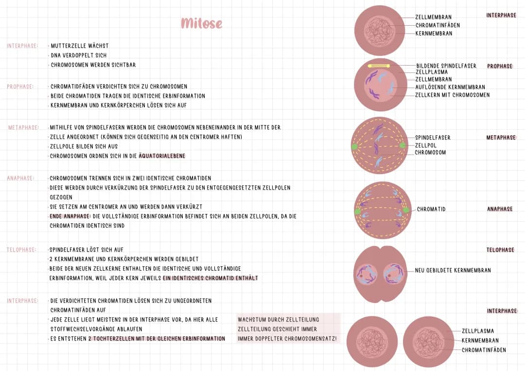 Mitose
