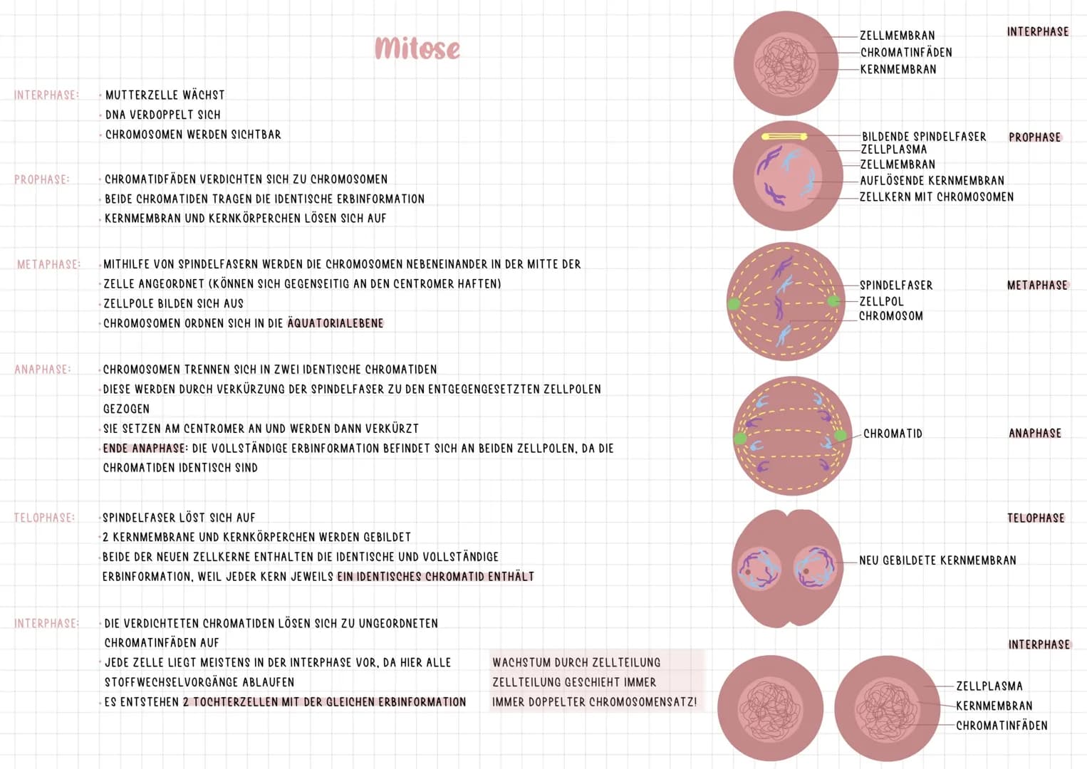 INTERPHASE:
PROPHASE:
METAPHASE
ANAPHASE:
TELOPHASE:
INTERPHASE:
MUTTERZELLE WÄCHST
DNA VERDOPPELT SICH
CHROMOSOMEN WERDEN SICHTBAR
Mitose
C