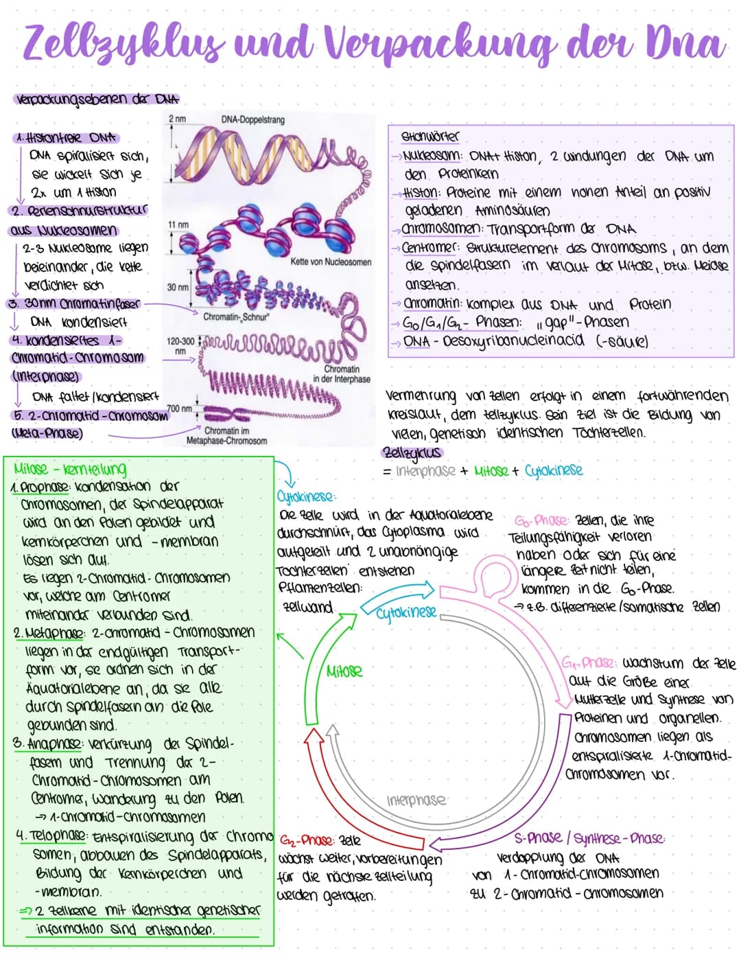 Zellzyklus und Verpackung der Dna
Verpackungsebenen der DNA
2nm
1. Histonfreie ONA
ONA spiralisiert sich,
sie wickelt sich je
2x um 1 Histon