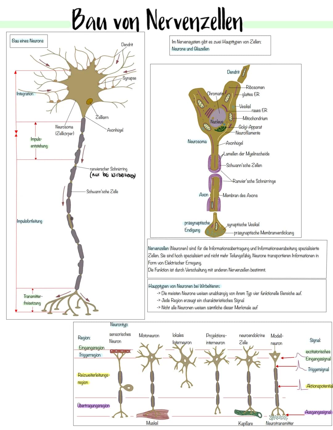 Neurobiologie Bau eines Neurons
Integration
Impuls-
entstehung
Impulsfortleitung
Transmitter-
freisetzung
Bau von Nervenzellen
Neurosoma
(Ze